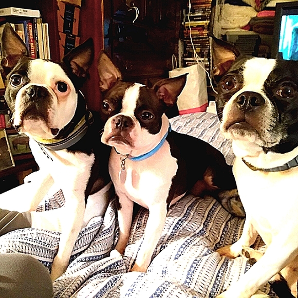 Meet your Posher, Cora - Picture 3 of 5